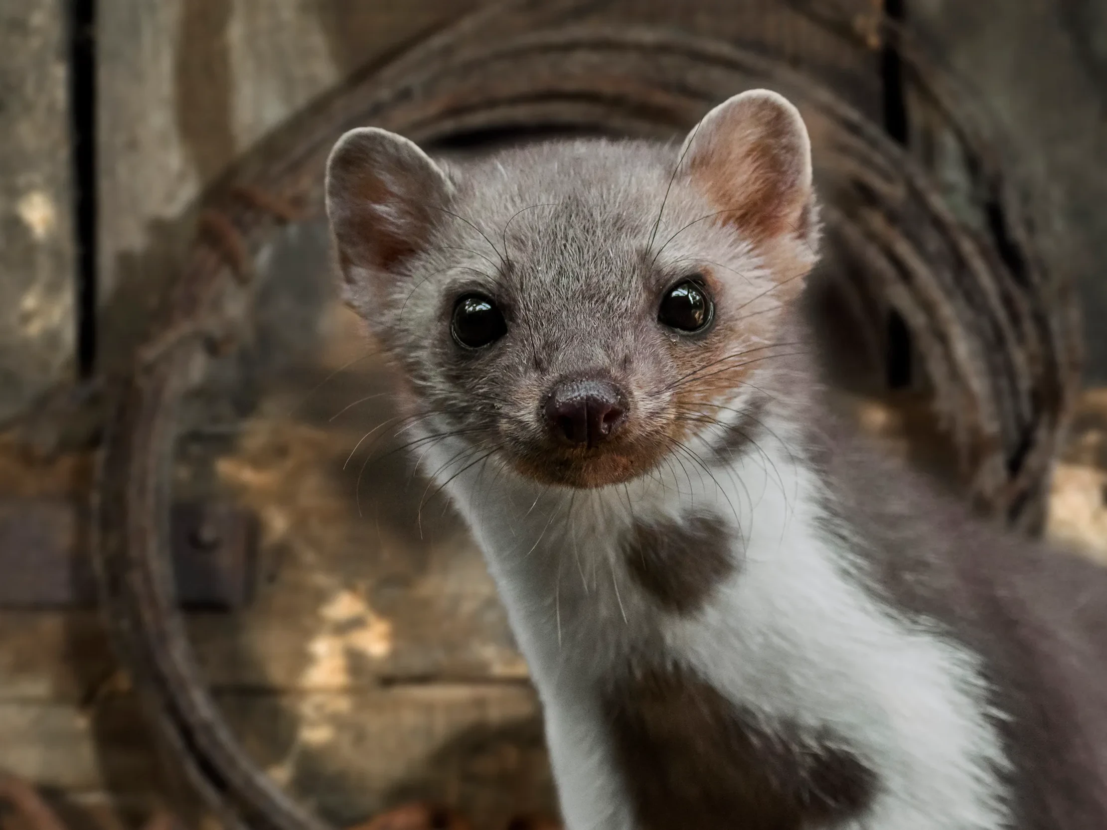 Leistungen Sch&auml;dlingsbek&auml;mpfung Mardervergr&auml;mung