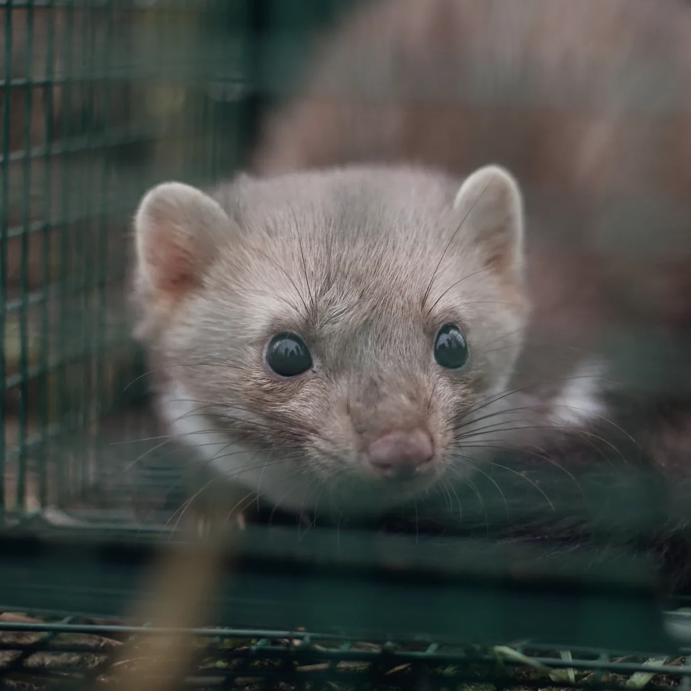 Leistungen Schädlingsbekämpfung Mardervergrämung